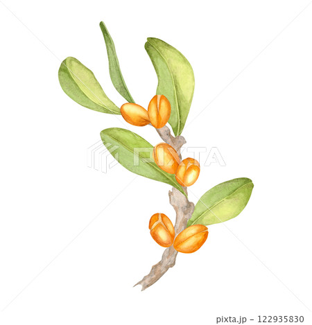 A finely painted watercolor clipart of an argan branch with bright orange fruits and vivid green leaves. Botanical illustration. Ideal for eco-friendly product branding, stationery, and digital design A finely painted watercolor clipart of an argan branch with bright orange fruits and vivid green leaves. Botanical illustration. Ideal for eco-friendly product branding, stationery, and digital design 122935830