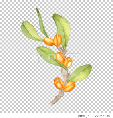 A finely painted watercolor clipart of an argan branch with bright orange fruits and vivid green leaves. Botanical illustration. Ideal for eco-friendly product branding, stationery, and digital design A finely painted watercolor clipart of an argan branch with bright orange fruits and vivid green leaves. Botanical illustration. Ideal for eco-friendly product branding, stationery, and digital design 122935830