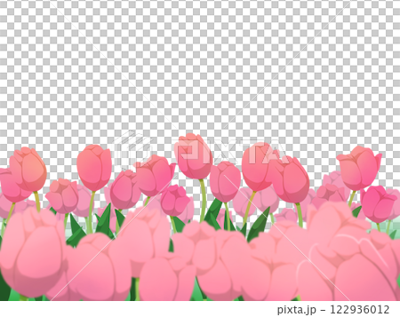 粉紅鬱金香框架背景 122936012