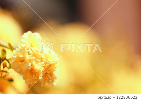 黄色い木香薔薇の花(背景素材) 122936022