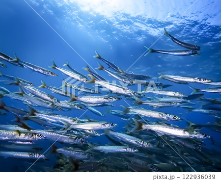 海中を泳ぐマグロの群れのイメージ素材 122936039