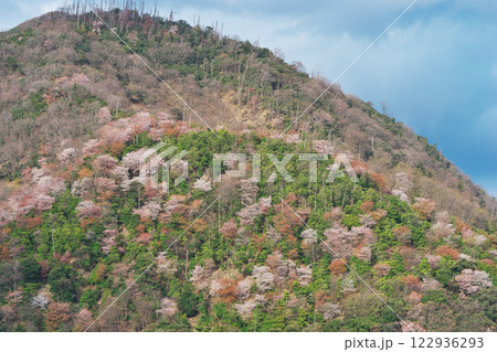 山肌を覆う桜の群生（出雲市） 122936293