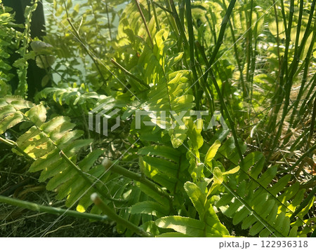木漏れ日が美しい植物,葉っぱ,自然 122936318
