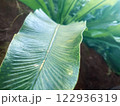 大きな葉っぱにフォーカス,植物,自然 122936319