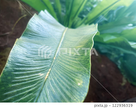 大きな葉っぱにフォーカス,植物,自然 122936319