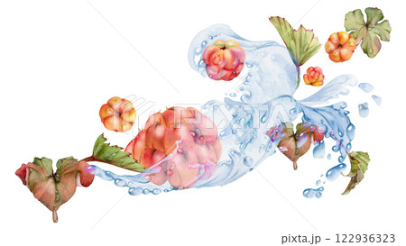 Cloudberry raspberry flying in water splash with green leaves and drops, hand drawn in watercolor, ripe summer forest berry. Isolated illustration, for restaurant, cafe menu, wedding, farmers market 122936323