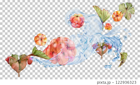 Cloudberry raspberry flying in water splash with green leaves and drops, hand drawn in watercolor, ripe summer forest berry. Isolated illustration, for restaurant, cafe menu, wedding, farmers market 122936323