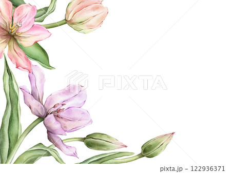 Rectangular Frame with pastel pink light Tulips and open bud for Hello Spring greeting card. Hand drawn watercolor illustration delicate perennial bulbous flower for wedding or invitation template. 122936371
