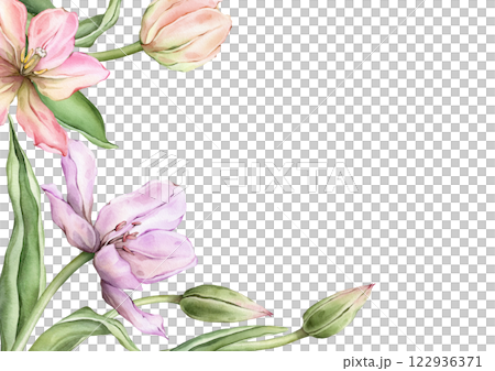 Rectangular Frame with pastel pink light Tulips and open bud for Hello Spring greeting card. Hand drawn watercolor illustration delicate perennial bulbous flower for wedding or invitation template. 122936371