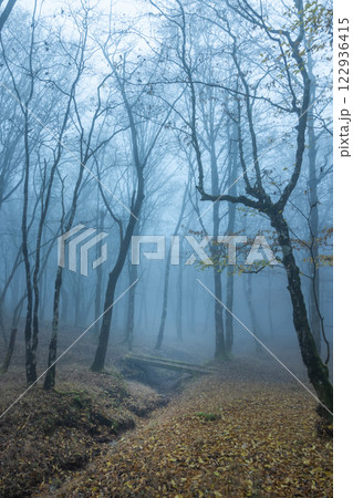 深い森 Dark forest with deep morning fog 深い森 Dark forest with deep morning fog 122936415