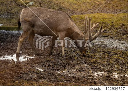 Male Pere David's Deer with impressive antlers 122936727