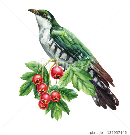 beautiful forest bird sitting on a branch with red berries drawn in watercolor. Cuckoo, hawthorn berries, green leaves beautiful forest bird sitting on a branch with red berries drawn in watercolor. Cuckoo, hawthorn berries, green leaves 122937146