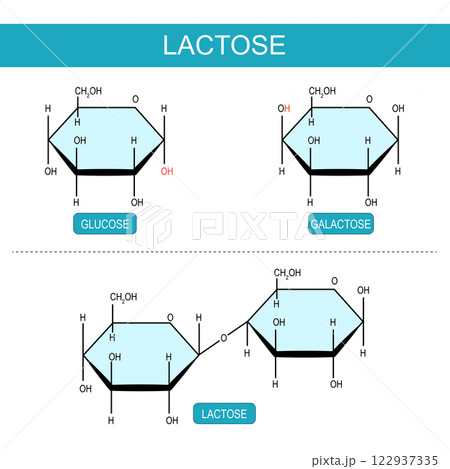Galactose, Glucose, and Lactose molecules Galactose, Glucose, and Lactose molecules 122937335