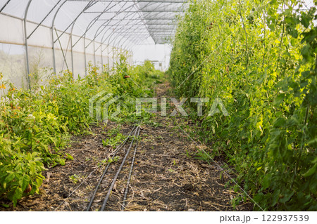Well growing tomatoes in greenhouse. Red ripe tomatoes fruits grow in garden. Natural tomatoes and green leaves on plant. Well growing tomatoes in greenhouse. Red ripe tomatoes fruits grow in garden. Natural tomatoes and green leaves on plant. 122937539