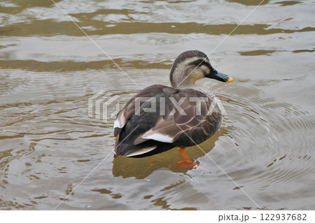 川を泳ぐカモ(玉造温泉:松江市) 川を泳ぐカモ(玉造温泉:松江市) 122937682