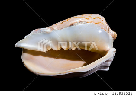 Cymbiola Nobilis Shell on black background 122938523
