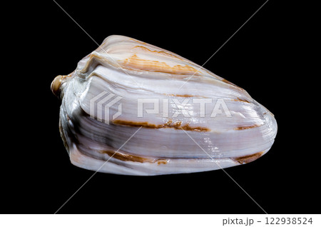 Cymbiola Nobilis Shell on black background 122938524
