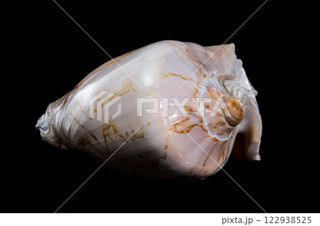 Cymbiola Nobilis Shell on black background 122938525