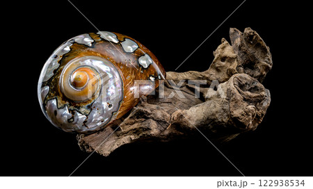 Turbo Sarmaticus Shell on Driftwood 122938534