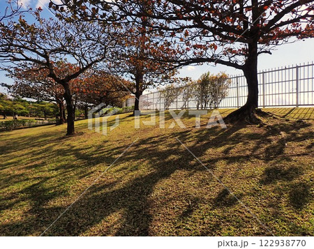 沖縄県総合運動公園の陸上競技場の外周斜面にモモタマナの紅葉が見事 122938770