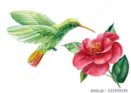 Bright tropical bird watercolor. Hummingbird flies, Camellia flower. Botanical illustration on white background nature Bright tropical bird watercolor. Hummingbird flies, Camellia flower. Botanical illustration on white background nature 122939185