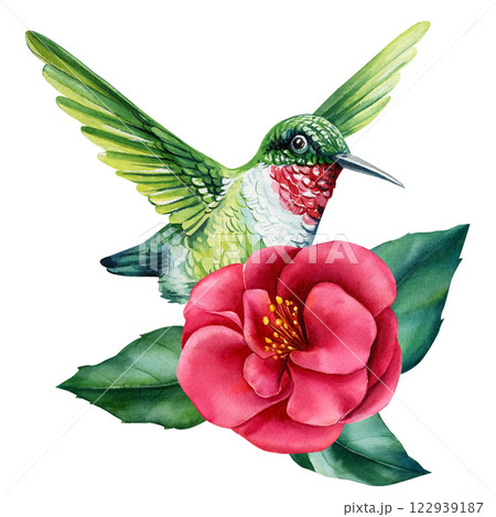 hummingbird, bright summer flower. Watercolor illustration of tropical bird, camellia flower isolated background clipart hummingbird, bright summer flower. Watercolor illustration of tropical bird, camellia flower isolated background clipart 122939187