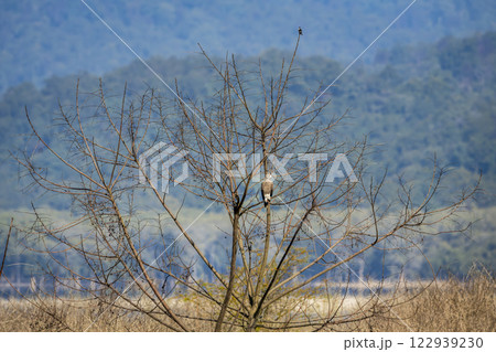 Grey headed Fish Eagle or Ichthyophaga ichthyaetus and collared falconet Microhierax caerulescens two raptor bird of prey perched on same tree in safari at dhikala zone jim corbett national park india 122939230