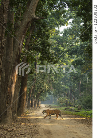 wild bengal male tiger or panthera tigris prowl side profile in natural green scenic background crossing dhikala main road in evening safari jim corbett national park forest reserve uttarakhand india 122939232