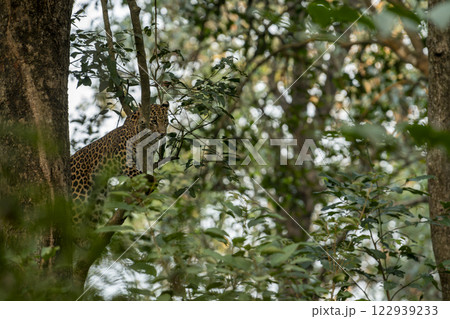 wild male leopard or panther or panthera pardus with eye contact resting on natural green tree branch in winter season safari at dhikala zone jim corbett national park forest uttarakhand india wild male leopard or panther or panthera pardus with eye contact resting on natural green tree branch in winter season safari at dhikala zone jim corbett national park forest uttarakhand india 122939233