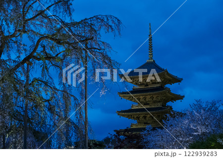 ライトアップされた東寺の五重塔 東寺の五重塔と桜の夜景 京都観光スポット ライトアップされた東寺の五重塔 東寺の五重塔と桜の夜景 京都観光スポット 122939283