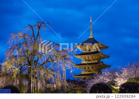 ライトアップされた東寺の五重塔 東寺の五重塔と桜の夜景 京都観光スポット ライトアップされた東寺の五重塔 東寺の五重塔と桜の夜景 京都観光スポット 122939284