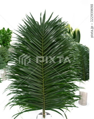 葉物　フェニックス　ロベルニー 122939698