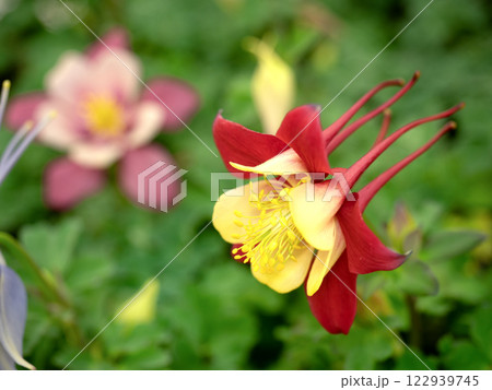 オダマキの花苗 122939745