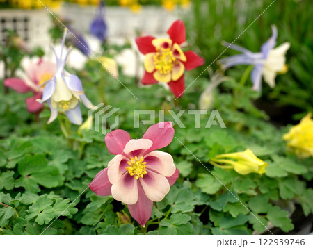 オダマキの花苗 122939746