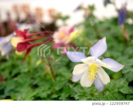 オダマキの花苗 122939747