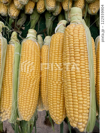 A market stall with fresh bright yellow peeled corn, rustic market setting with arranged corn cobs, closeup view A market stall with fresh bright yellow peeled corn, rustic market setting with arranged corn cobs, closeup view 122939904