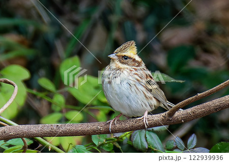 枝に留まるミヤマホオジロの雌 122939936
