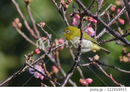 緋寒桜とメジロ 緋寒桜とメジロ 122939955