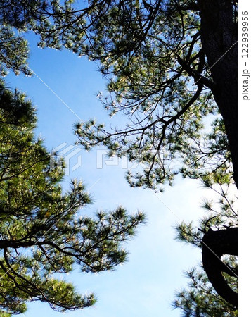 冬の晴天日の座喜味城跡のリュウキュウマツ 冬の晴天日の座喜味城跡のリュウキュウマツ 122939956