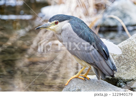 ゴイサギ 122940179