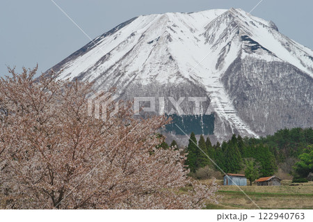 桜と残雪の大山(鳥取県西伯郡伯耆町) 桜と残雪の大山(鳥取県西伯郡伯耆町) 122940763