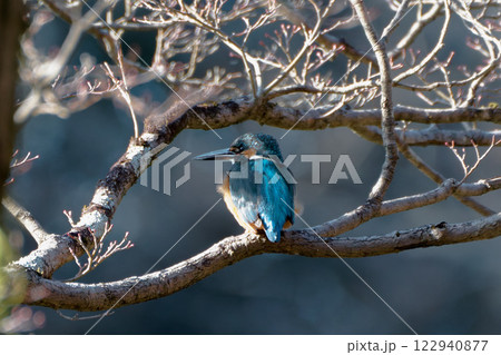 カワセミ カワセミ 122940877