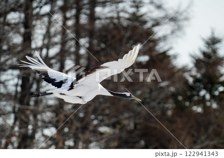 飛翔する美しいタンチョウ鶴-red-crowned cranes in flight- 122941343