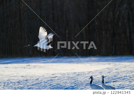 飛翔する美しいタンチョウ鶴-red-crowned cranes in flight- 122941345