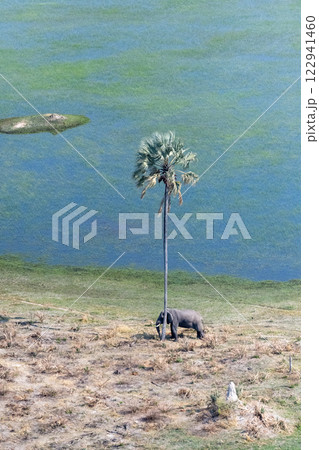 Aerial shot of an Elephant rubbing its head against a palm tree Aerial shot of an Elephant rubbing its head against a palm tree 122941460