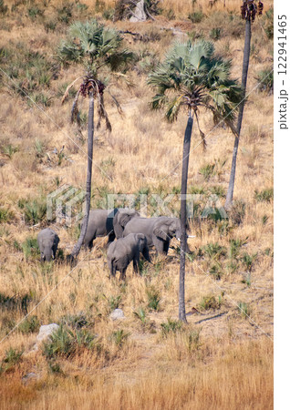 Aerial shot of an Elephant rubbing its head against a palm tree 122941465