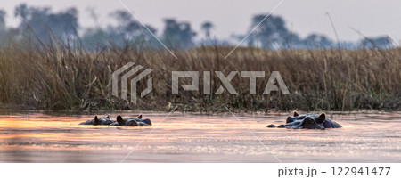 Submerged hippotamus in the Okavango Delta 122941477