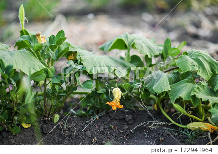 a wilted flowering squash plant 122941964
