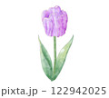 紫色のチューリップ  水彩 122942025