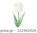 白いチューリップ  水彩 122942026